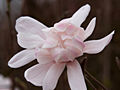 Magnolia stellata Rosea IMG_5310 Magnolia gwiaździsta Rosea